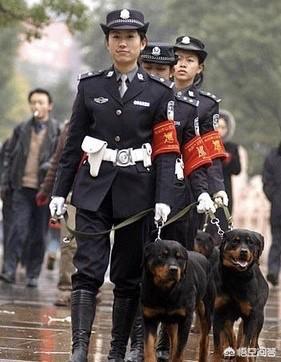 警犬:为什么叫警犬而不叫警狗，你怎么看？