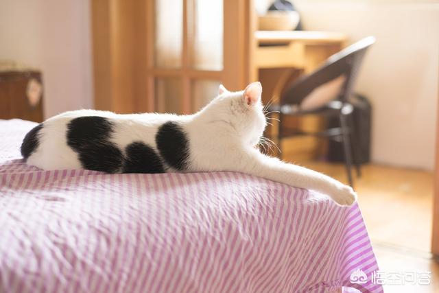曼克斯猫性格:怎么通过猫咪的爪相看性格？ 曼克斯猫