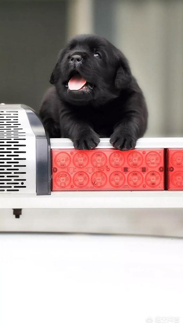 伯恩山犬和边牧:为什么德牧能当军警犬，而边牧不行？