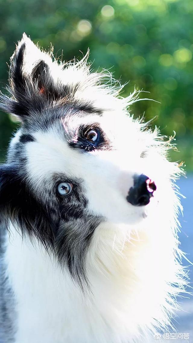 伯恩山犬和边牧:为什么德牧能当军警犬，而边牧不行？