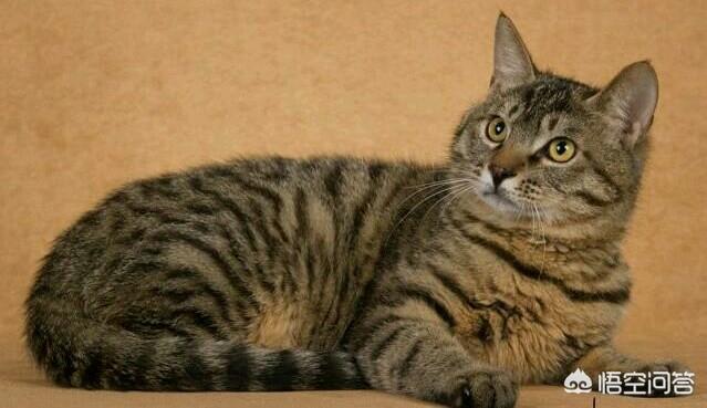 中国狸花猫简笔画:中华田园猫中的三花猫和狸花猫有什么区别？