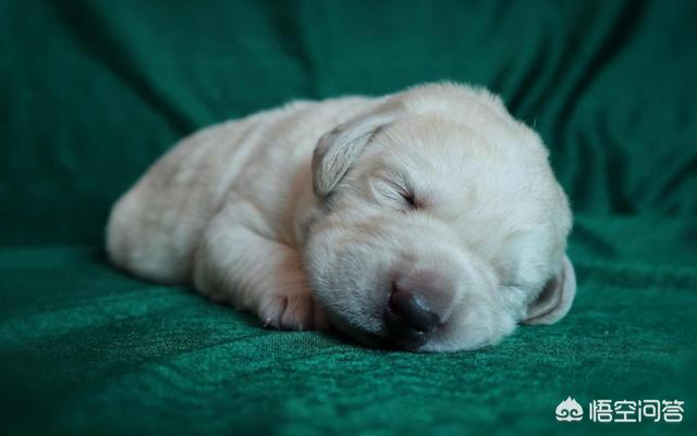 犬虫一扫光一吃就吐:泰迪犬为什么会吃完了就吐？