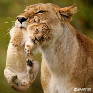 脖子疼猫罐头口味:用手提猫咪后颈，猫咪会不会痛呢？