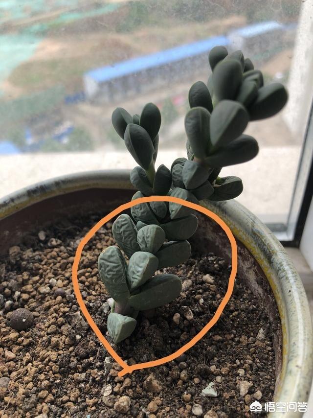 头条问答 - 鹿角海棠皱巴巴的,是休眠了吗?(10个回答)