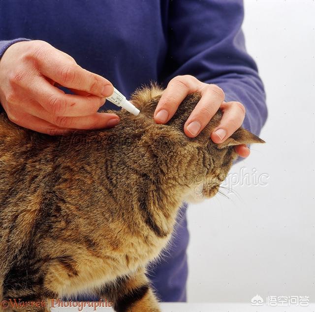 福来恩滴剂好吗:福来恩喷剂和滴剂区别 把猫咪泡在水里十分钟能消灭它身上的跳蚤吗？