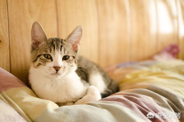信元发育宝营养膏不好:狗狗软便吃信元发育宝哪款狗粮好？有没有高端狗粮分享下？