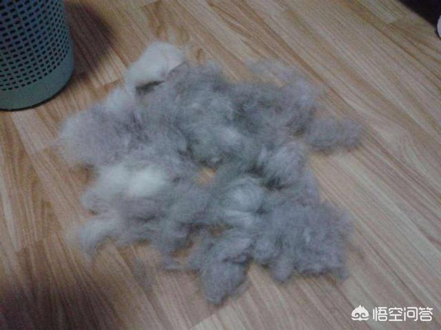 训练德文卷毛猫:撸猫掉毛严重，有没有不掉毛的猫？