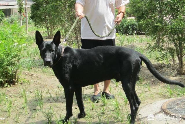 墨界黑狼犬有白胸吗:我国最优秀的狼犬是哪一种？