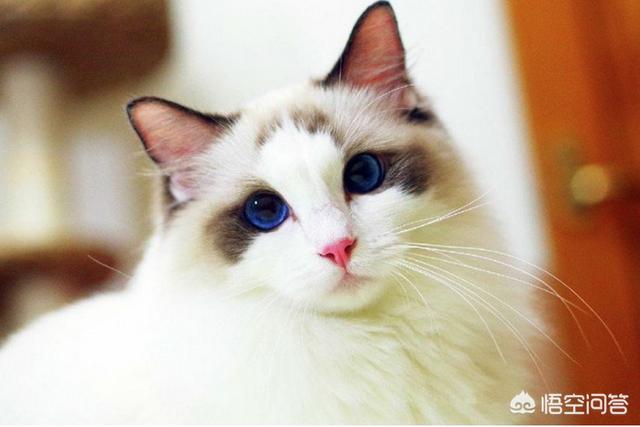 猫窝咖啡:家中有猫咪，怎么让味道小点？