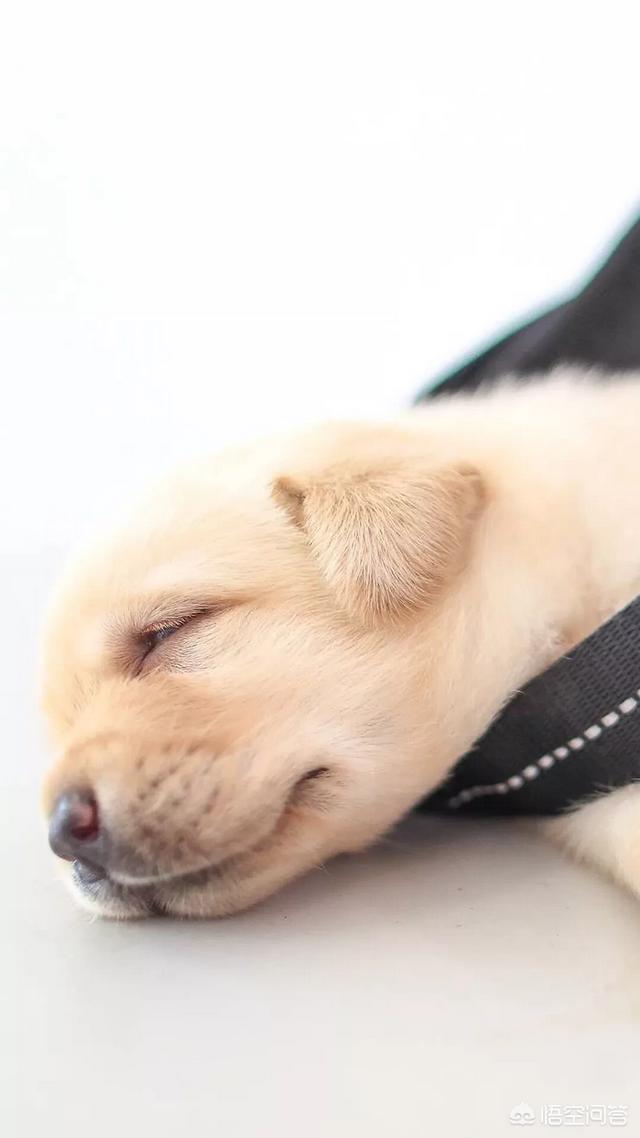 伯恩山犬和边牧:为什么德牧能当军警犬，而边牧不行？