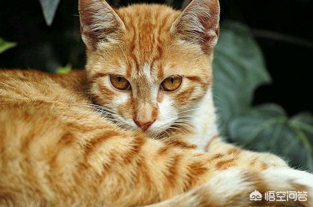 中国狸花猫简笔画:中华田园猫中的三花猫和狸花猫有什么区别？