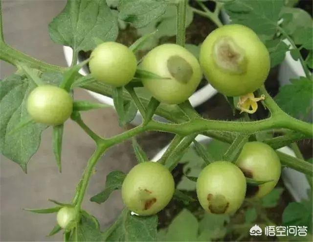 果实软腐病:辣椒果实软腐病图片 番茄表皮腐烂的原因是什么？