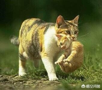 脖子疼猫罐头口味:用手提猫咪后颈，猫咪会不会痛呢？