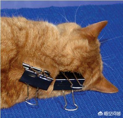 脖子疼猫罐头口味:用手提猫咪后颈，猫咪会不会痛呢？
