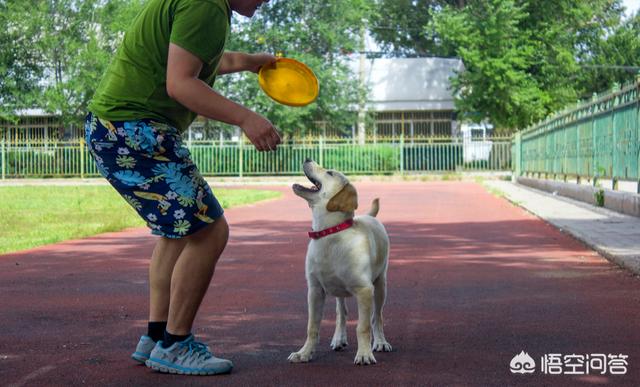 宠物可蒙犬糖糖:博美犬应该如何饲养？需要注意什么？