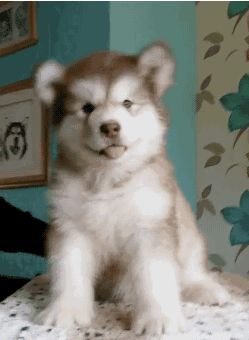 犬细小病毒几天能好:狗狗得了细小，要挂几天水？ 犬细小病毒治疗最快几天