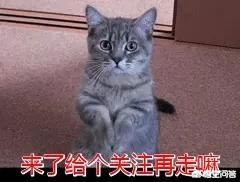 女生在微信上的哪些表现，说明她已经爱上你了呢