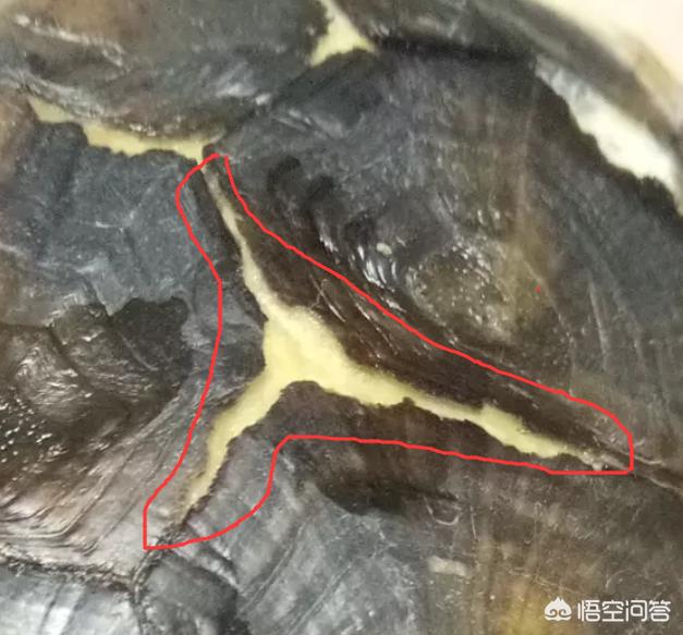 小乌龟图片:想养乌龟，小龟，好看点的，关键好养的，推荐一下？
