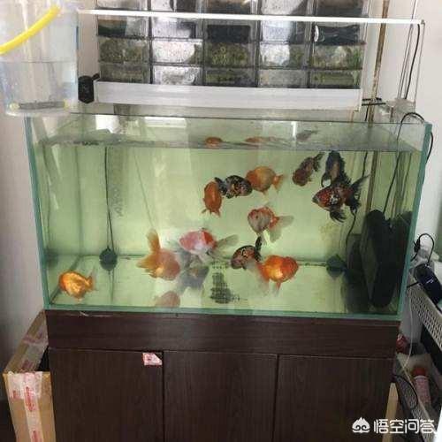 水族箱造景过滤怎么办:新做的鱼缸布景水很混浊怎么办?还没有放入水草？