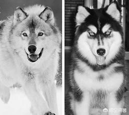 秋田狗和柴犬是什么关系，秋田狗和柴犬是什么关系哈士奇和狼是什么关系