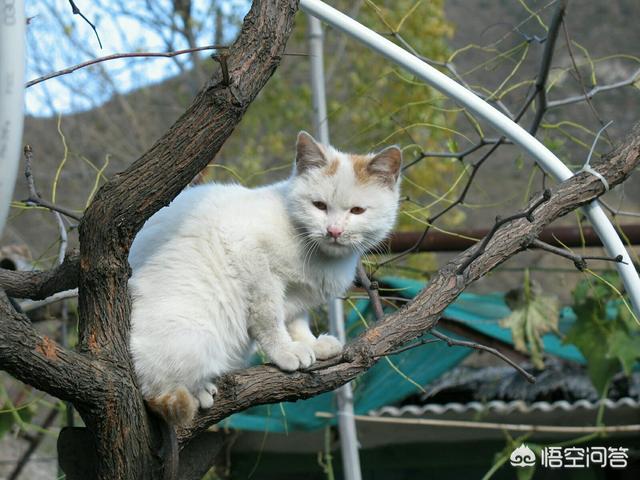 狗咬死猫:我家猫是被狗咬死的，浑身是血，请问是什么原因导致狗咬猫？