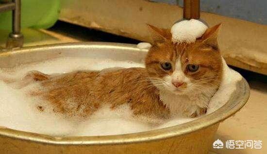 训练德文卷毛猫:撸猫掉毛严重，有没有不掉毛的猫？