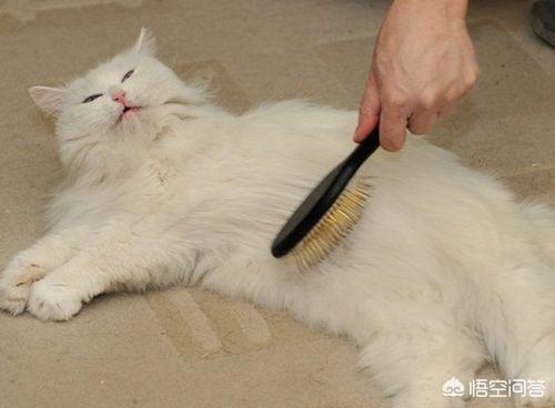 训练德文卷毛猫:撸猫掉毛严重，有没有不掉毛的猫？