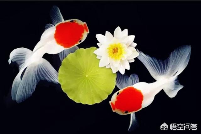 锦鲤鱼图片高清:请问普通的金鱼和锦鲤有哪些区别，哪种金鱼最好看？