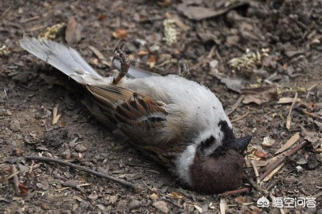 麻雀是国家二级保护动物嘛(麻雀是三级保护动物吗)_经验妙招5_经验妙