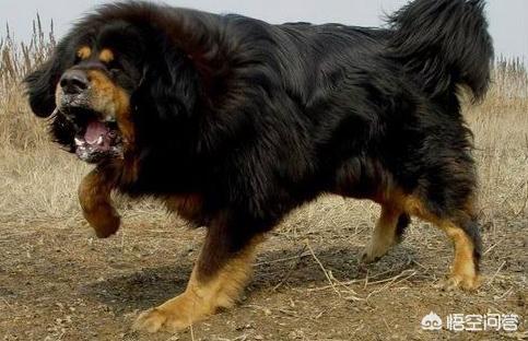 纽波利顿獒犬比特:比特犬在高原上能打败藏獒吗？