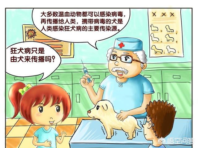 疯狗病是怎么传染的:狗为什么会得狂犬病？是从那来的？