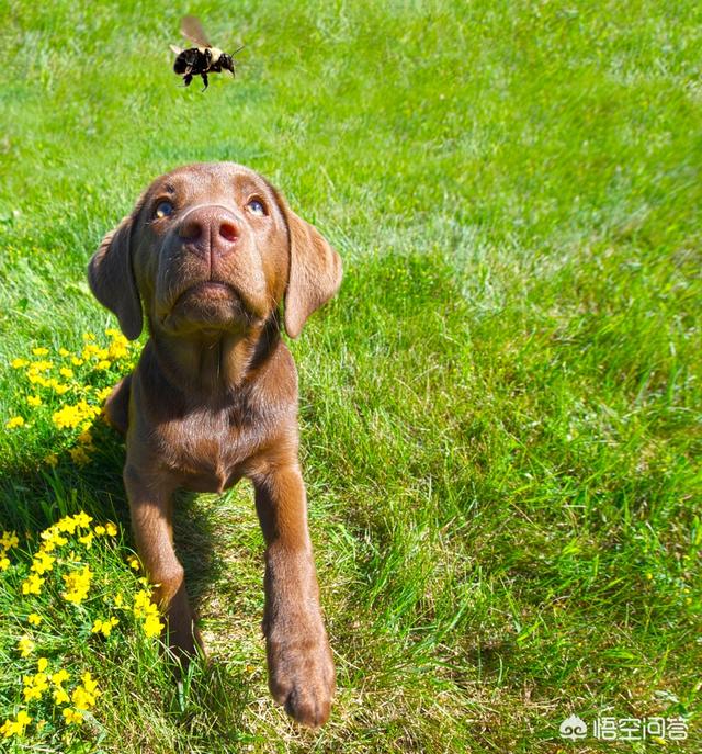 拉布拉多幼犬怎么补钙:狗狗补钙需要专门吃钙片吗？