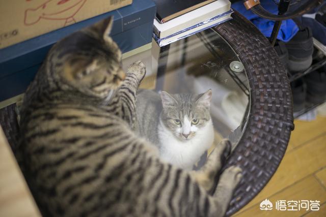 曼克斯猫性格:怎么通过猫咪的爪相看性格？ 曼克斯猫