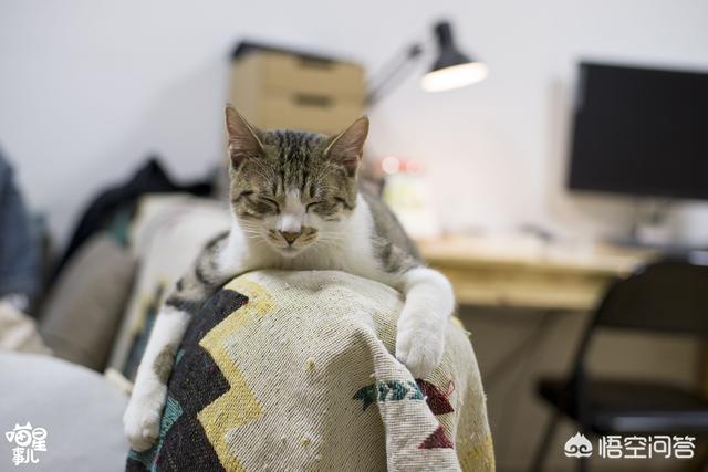 曼克斯猫性格:怎么通过猫咪的爪相看性格？ 曼克斯猫