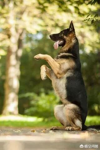 伯恩山犬和边牧:为什么德牧能当军警犬，而边牧不行？