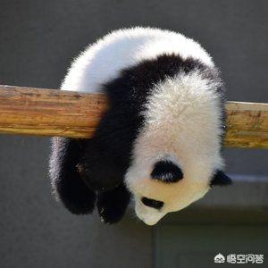 有哪些看起来战五渣，实际战斗力爆表的生物？