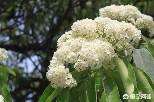 石楠花的味道是什么梗:石楠花的味道 为什么明知石楠难闻还要种？