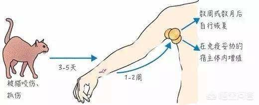 脚上被猫抓破了怎么办:被猫抓伤后，需要注射狂犬疫苗吗？