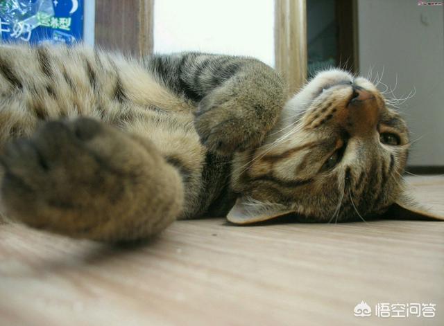 中国狸花猫在国外受欢迎吗:为什么中国人天天用的微信，外国却没什么人用？