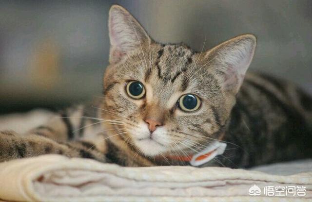 中国狸花猫在国外受欢迎吗:为什么中国人天天用的微信，外国却没什么人用？