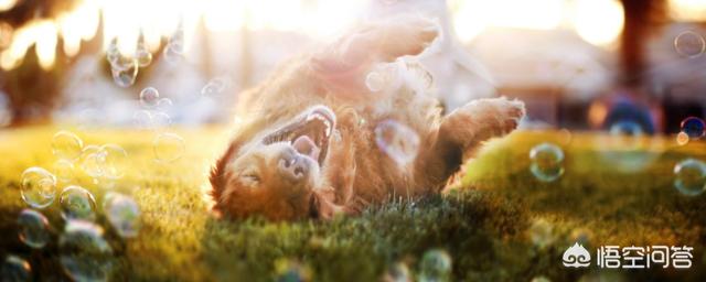 拉布拉多幼犬怎么补钙:狗狗补钙需要专门吃钙片吗？