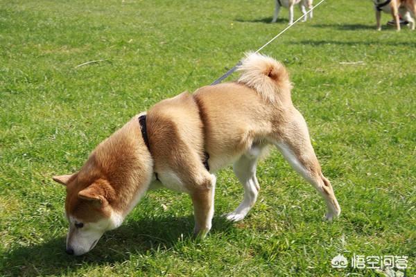 会狗吃自己的屎吗:各位铲屎官狗子自己的粑粑自己吃嘛？怎么制止？