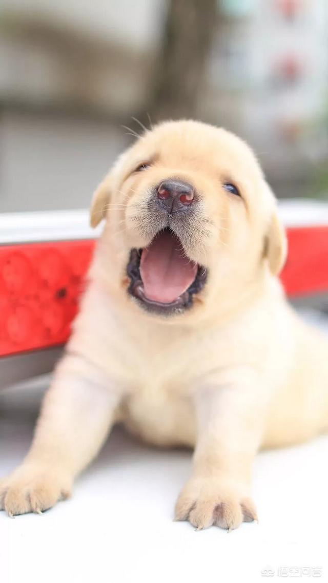 伯恩山犬和边牧:为什么德牧能当军警犬，而边牧不行？