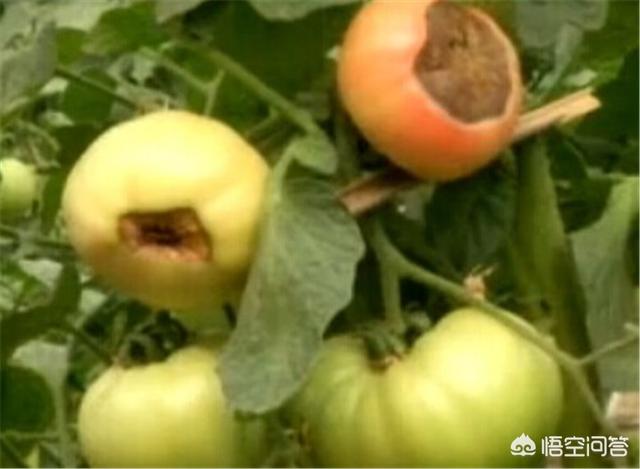 果实软腐病:辣椒果实软腐病图片 番茄表皮腐烂的原因是什么？