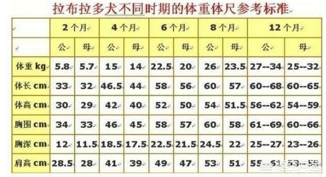 6个月拉不拉多图片:家里的小狗快6个月了，随地大小便该怎么办？