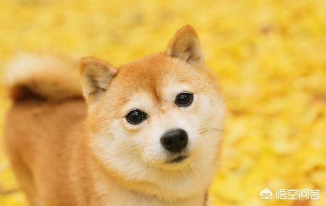 头条问答 柴犬怎么挑选 爱吹牛的狗狗的回答 0赞