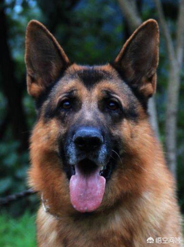 德牧犬:养一只德国牧羊犬怎么样？一个月会花销多少？