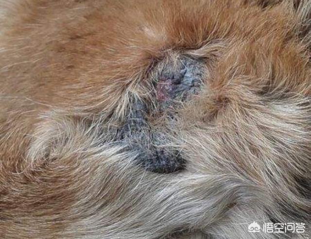 德牧犬:养一只德国牧羊犬怎么样？一个月会花销多少？