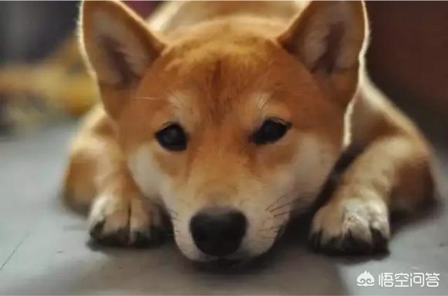 中国土狗和秋田犬性格:柴犬和中华田园犬性格有什么不同？