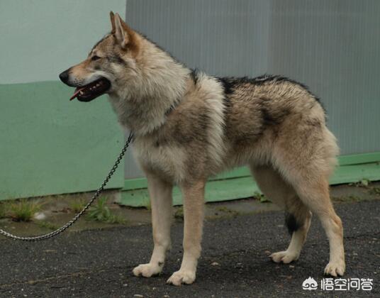 狼狗价格和图片:2019年昆明犬幼犬价格多少钱？有何依据？